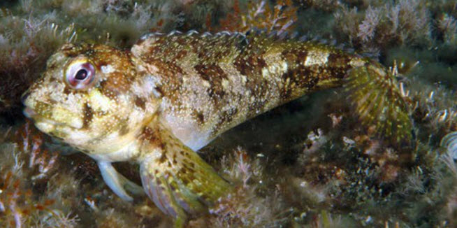 Lipophrys trigloides_2255